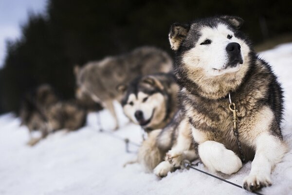 Ein Husky-Rudel auf einem Winterspaziergang