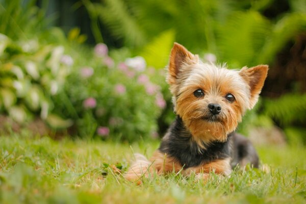 Kleiner Hund auf dem Gras