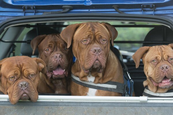 A quartet of Bordeaux dogs in the car