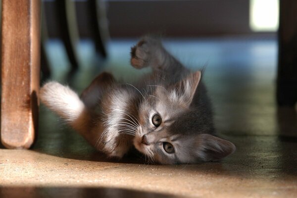 Chaton drôle joue sur le sol