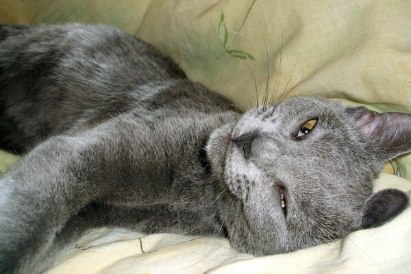 Graue Katze schläft auf der Couch