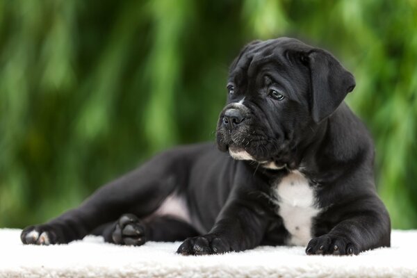 Purebred puppy on a green lawn white mat