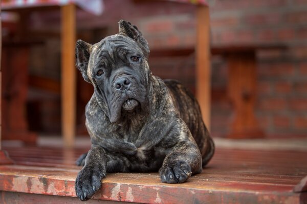 Der Hund von Cané Corso liegt auf der Terrasse