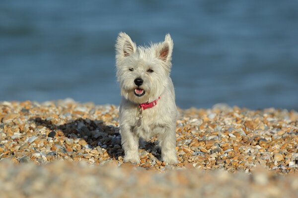 Weißer Hund am Kiesstrand