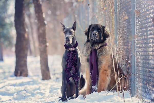 Two dogs on white snow