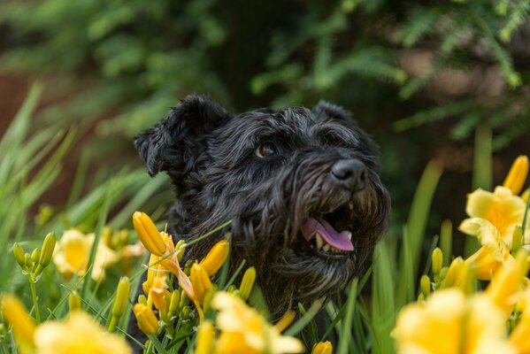 Schwarzer Hund in gelben Narzissen