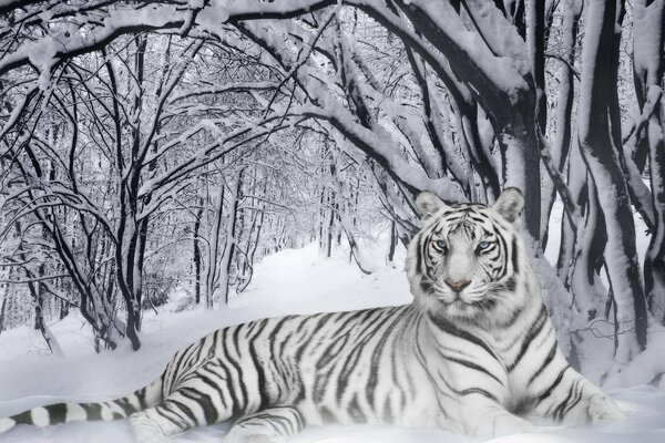 A white tiger lies in the snow