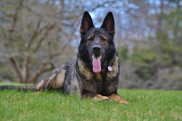 A German shepherd is waiting for the team