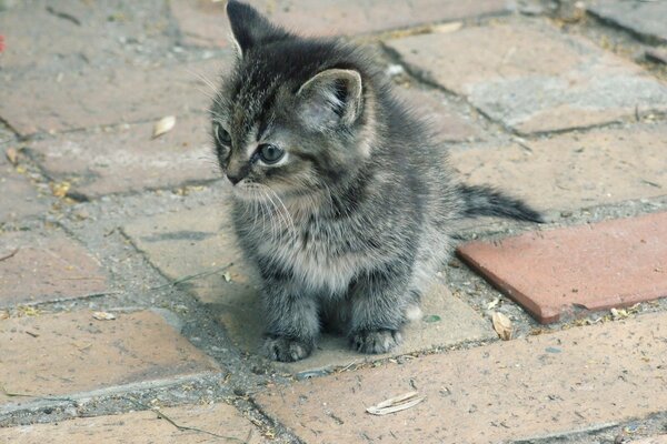 Ein flauschiges graues Kätzchen sitzt auf einem Ziegelstein