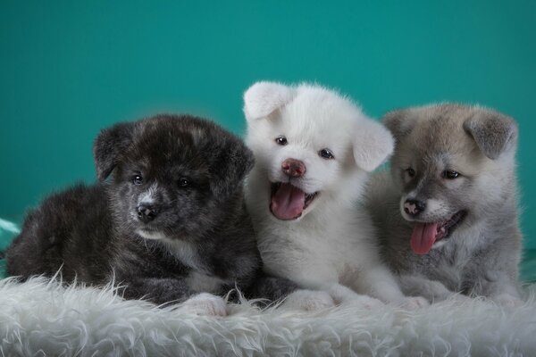 Funny puppies of different colors