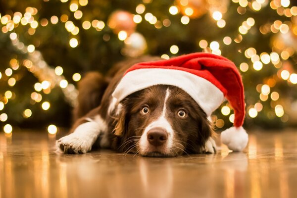 Der Hund in der Mütze des Weihnachtsmannes