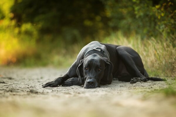 Ein liegender Hund in Erwartung und Sehnsucht