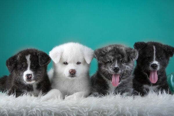 Excelente equipo de cachorros japoneses