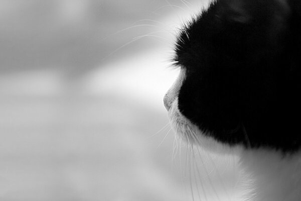 The black and white cat looks into the distance