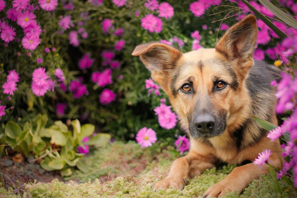 German Shepherd in flower bushes