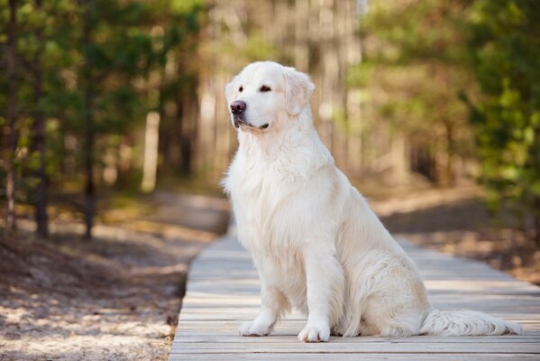 Schöner beigefarbener Hund