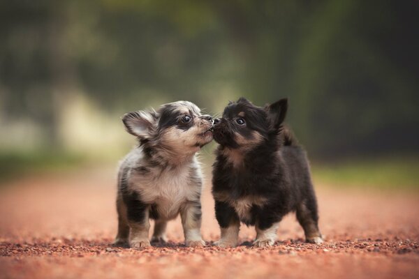 Deux chiots mignons sur une promenade d été