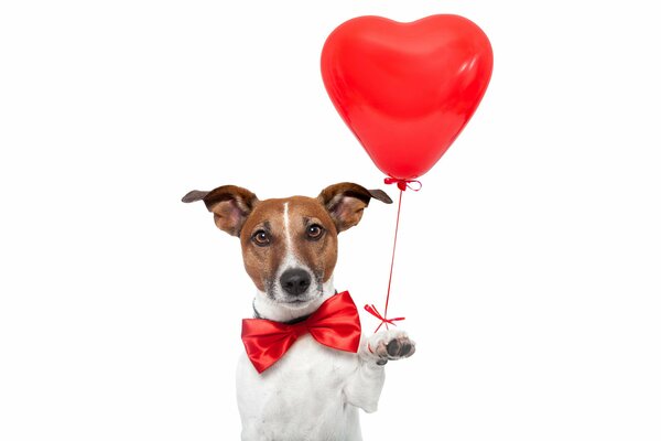 Jack Russell Terrier con lazo rojo y globo