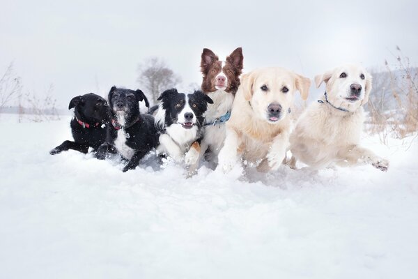 Cani di diverse razze nella foto