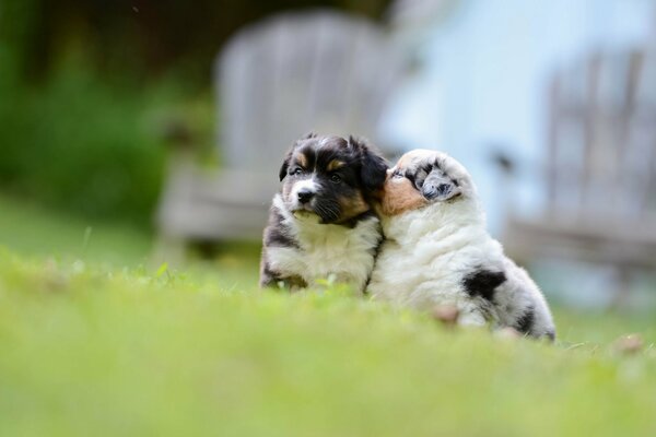 Puppies playing on the green grass