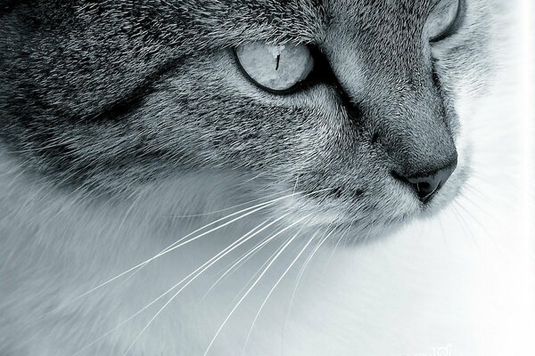 Le regard intelligent d un chat gris