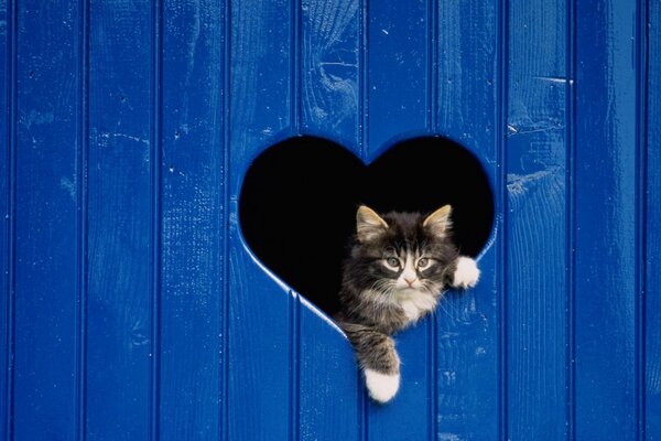 Pequeño gatito en la puerta azul