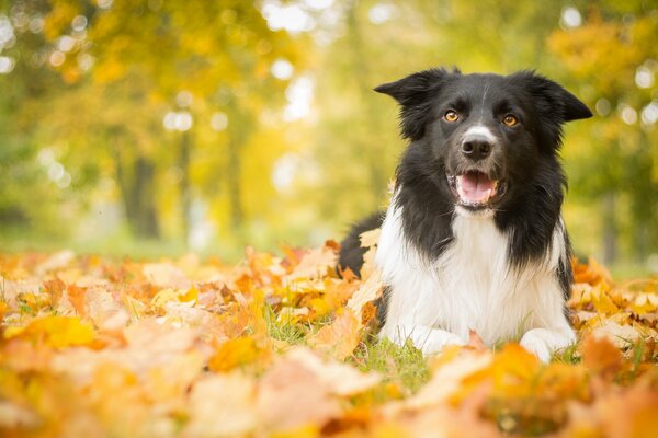 Blätter im Herbst und Hund