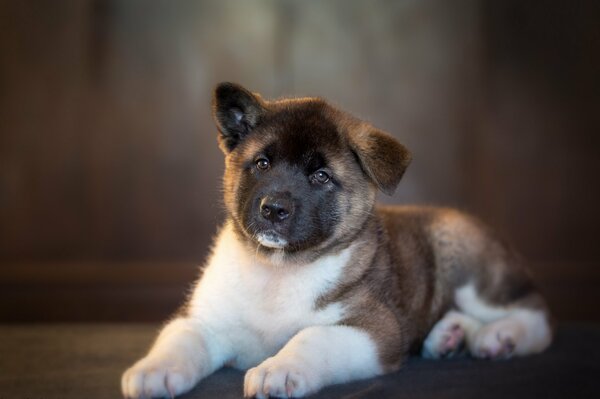 A puppy poses for a photo