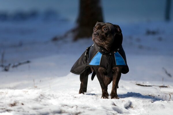 Winter Wallpaper Hund im Schnee