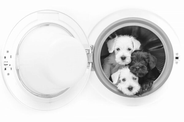 Dogs from the washing machine