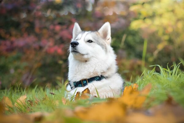 Husky dans la forêt d automne