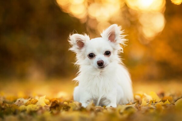 Chihuahua blanco sobre fondo de hojas de otoño