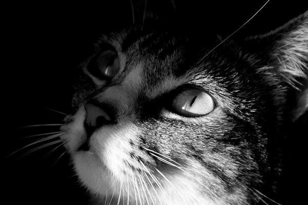 Schwarz-Weiß-Foto einer Katze, die nach oben schaut