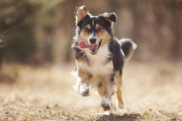 Le chien court vers son maître