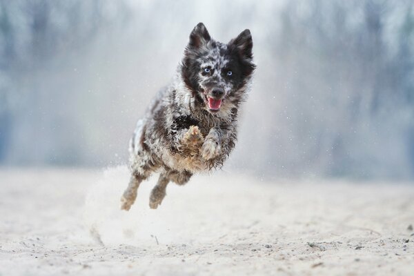 Bunter Hund beim Sprung im Winterwald