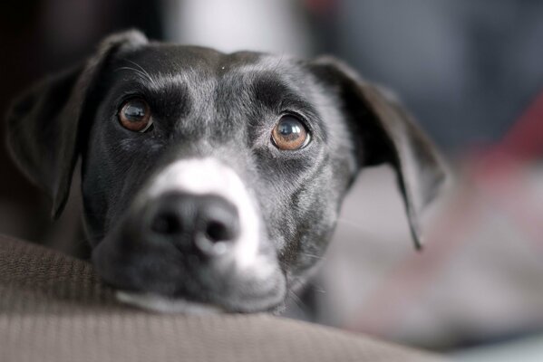 Ein süßer, trauriger Hund schaut mich an