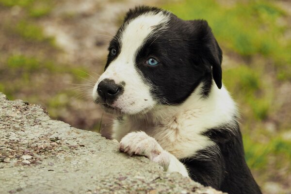 Weiß-schwarzer Welpe mit blauen Augen