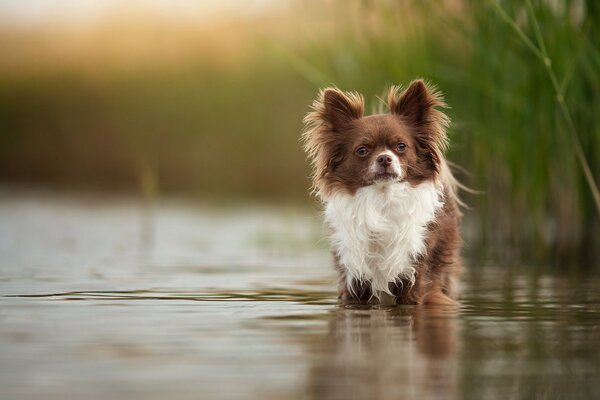 Pequeño perro peludo con una mirada sabia en el lago