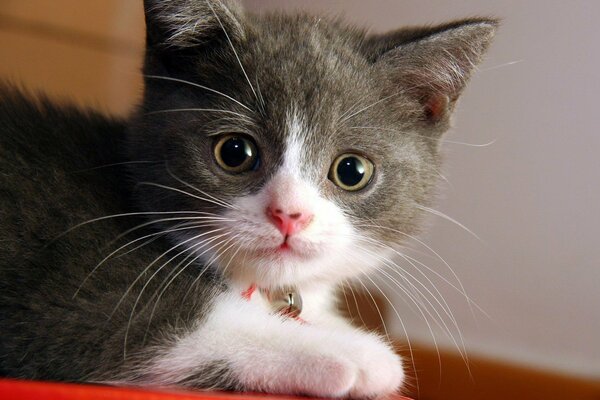 Cute kitten with expressive eyes