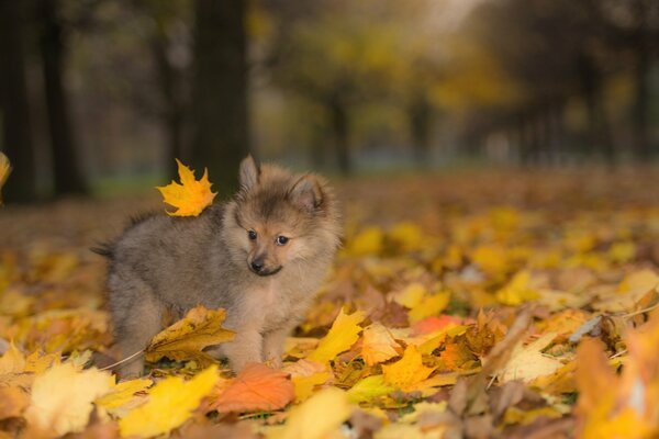 Autumn leaves rustle under your feet during a walk