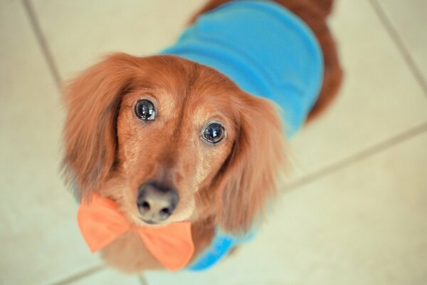 Ein Hund in Kleidung ist ein treuer Freund, ein guter Blick