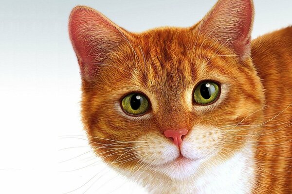 Red cat on a white background