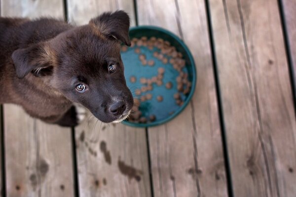 Cachorro después de comer con una mirada agradecida