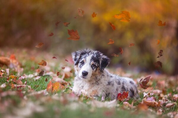 A puppy plays with autumn foliage