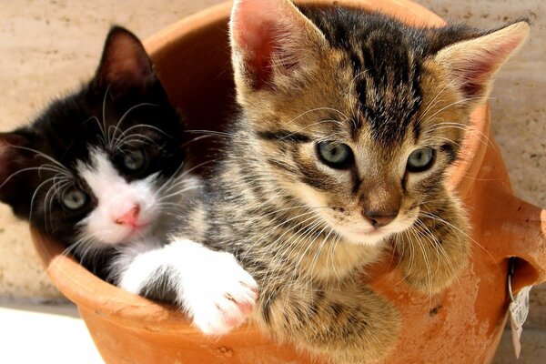 Deux chatons mignons dans un pot en argile