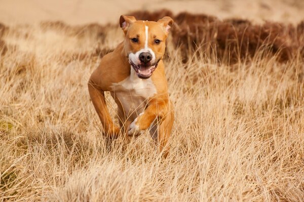 Chien court en été sur le terrain