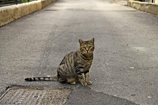 A grey cat is sitting on the road