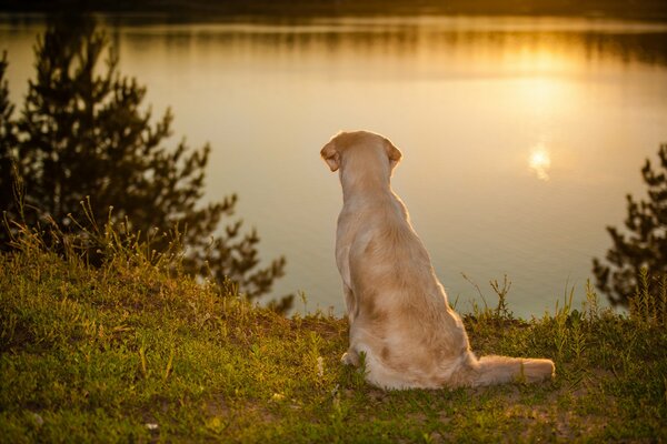 Ein Hund am Seeufer schaut ins Wasser