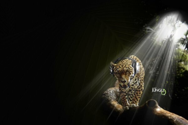 Jaguar in cuffia su sfondo nero