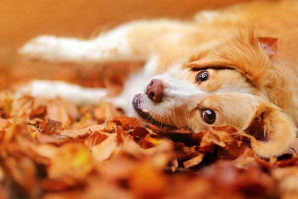 Happy dog among autumn leaves